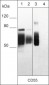 Anti-CD55 (Extracellular region) Antibody